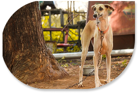 Why Native Dog Breeds Are Better for Indian Homes
