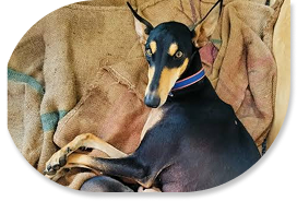 Meet Kanni – Tamil Nadu’s Most Loyal Hunting Dog