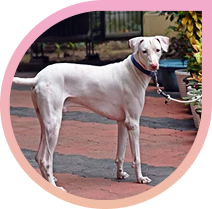 The Legacy of Rajapalayam – Tamil Nadu’s Royal Guardian