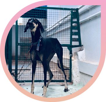 Meet Kanni – Tamil Nadu’s Most Loyal Hunting Dog